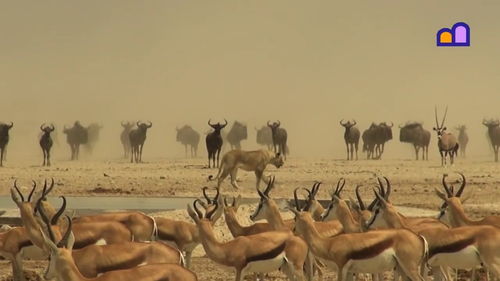 非洲大草原的野生动物繁多，其中许多都是令人惊叹的生物。以下是其中的几种：