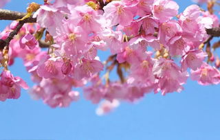 日本樱花节的魅力