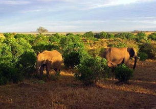 非洲大草原的交响乐章：野生动物的生态与生活