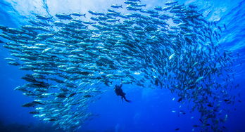 大堡礁的深海之魅：一次心跳的潜水体验