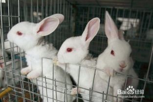 兔子饲养教程