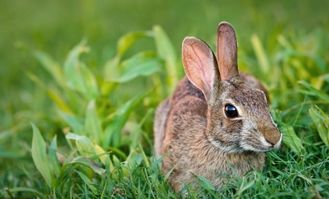 兔子饲养技术与管理