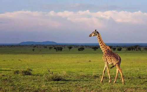 非洲野生动物为什么要迁移