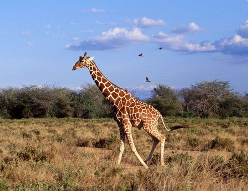 非洲大草原野生动物数量有多少