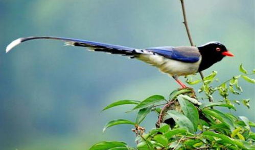 鸟类繁殖期需要的食物
