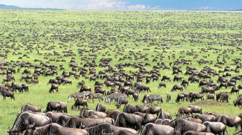 非洲草原数量最多的动物